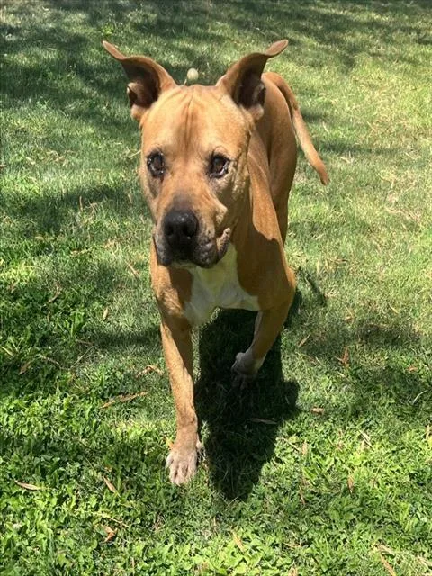 An adult large-sized male Pit Bull Terrier dog named Goomba for adoption in Thousand Palms, CA
