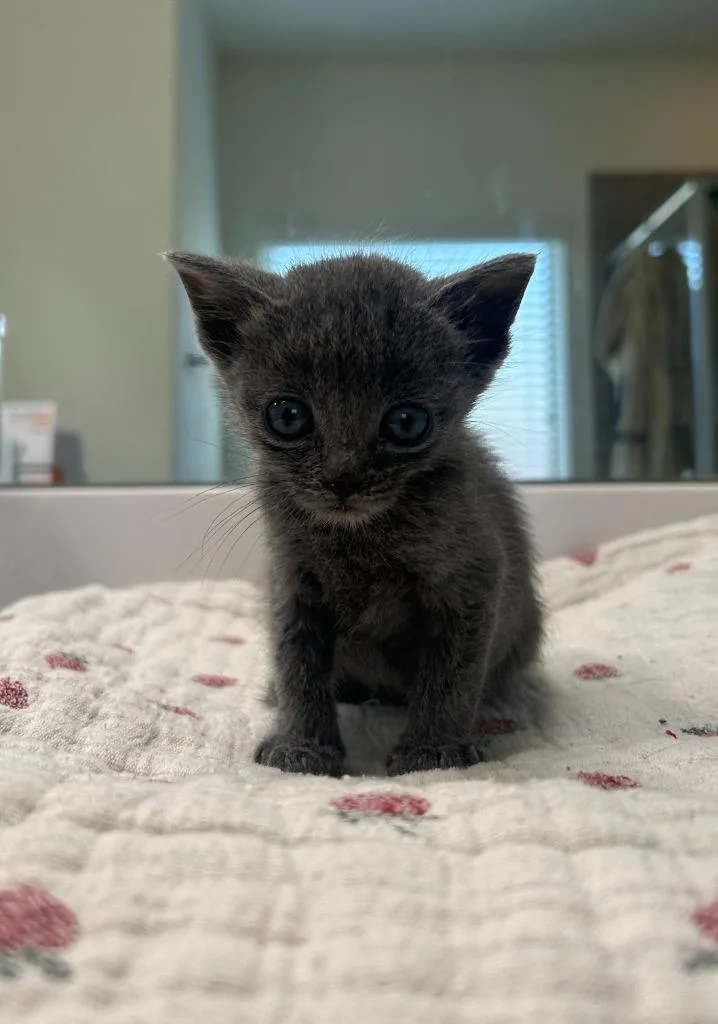 A baby medium-sized female Russian Blue cat named Mina for adoption in Lewisville, TX