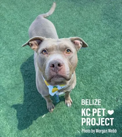 An adult large-sized female Yellow / Tan / Blond / Fawn Pit Bull Terrier dog named Belize for adoption in Kansas City, MO