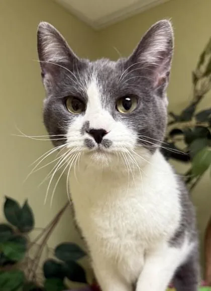 An adult medium-sized female Domestic Short Hair cat named Mable for adoption in Hastings, NE