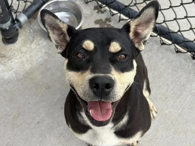An adult medium-sized female German Shepherd Dog dog named Paula for adoption in Tulsa, OK