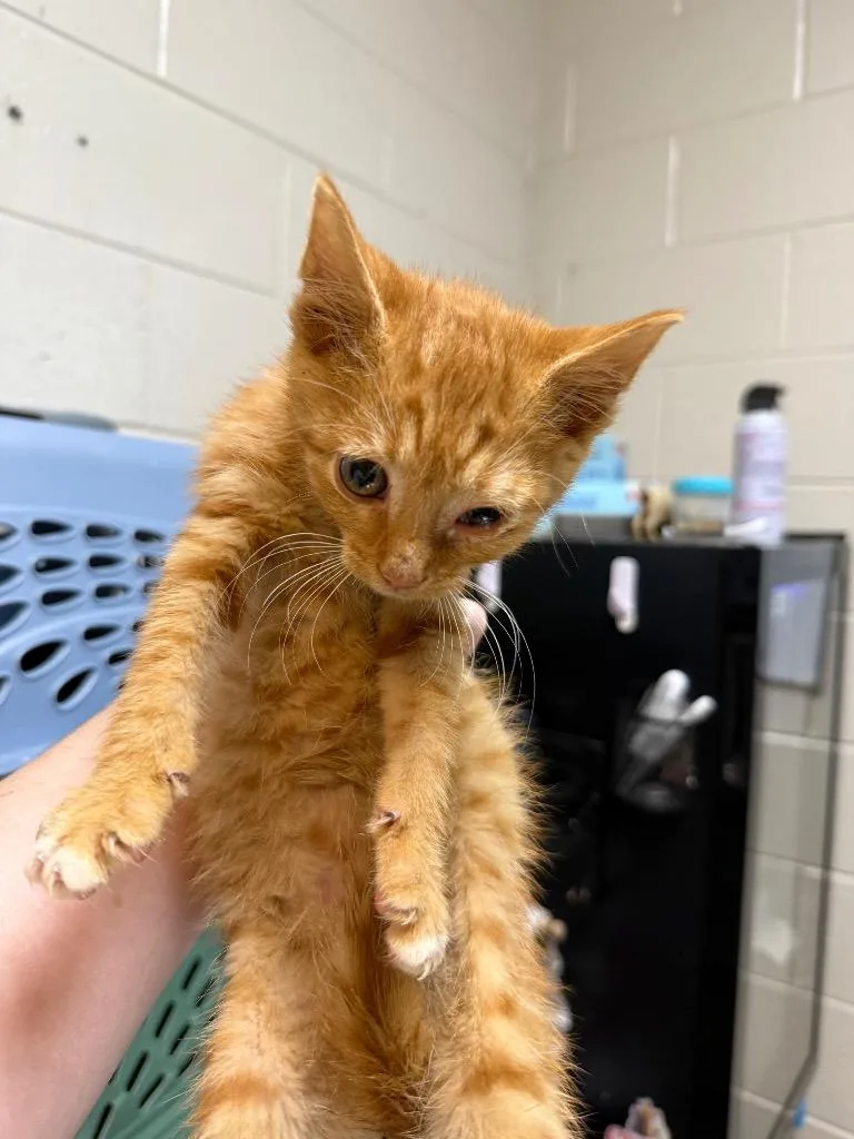 A young small-sized male Domestic Short Hair cat named Mommys Trouble for adoption in Rome, GA