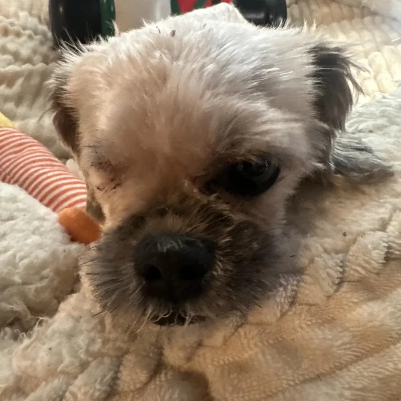 An adult small-sized female Red / Chestnut / Orange Terrier dog named Luci for adoption in Las Vegas, NV