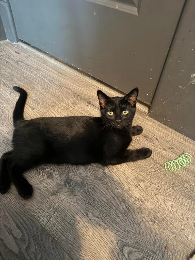 A baby medium-sized male Domestic Short Hair cat named Fidget for adoption in Salt Lake City, UT