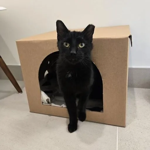 An adult medium-sized female Black Domestic Short Hair cat named Santana for adoption in Evanston, IL