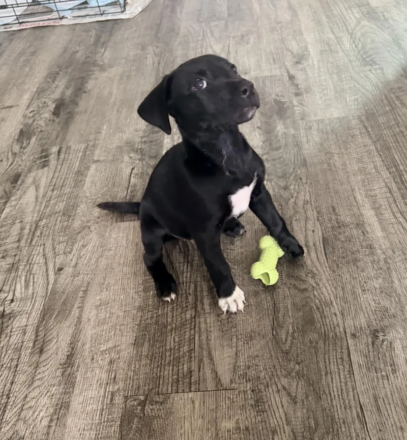 A baby medium-sized female Labrador Retriever dog named Binx for adoption in Plano, TX