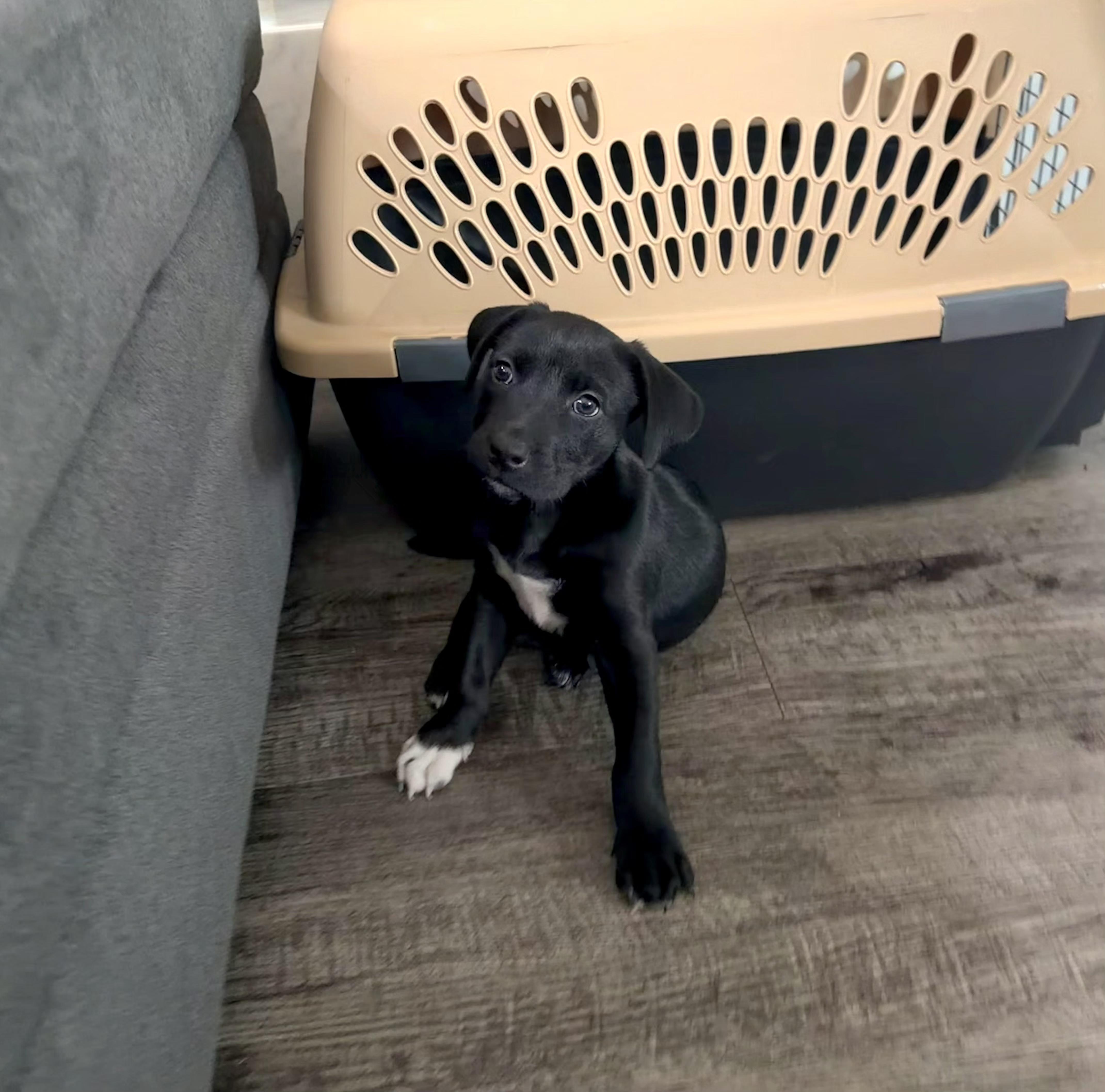 Binx thumbnail 2