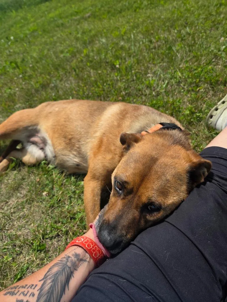 An adult large-sized female German Shepherd Dog dog named Vienna for adoption in Crandon, WI