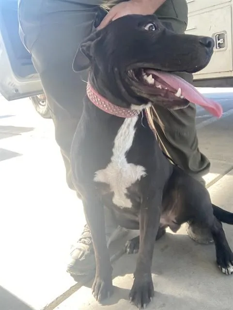 A young large-sized female Pit Bull Terrier dog named Princess Luna for adoption in Bakersfield, CA