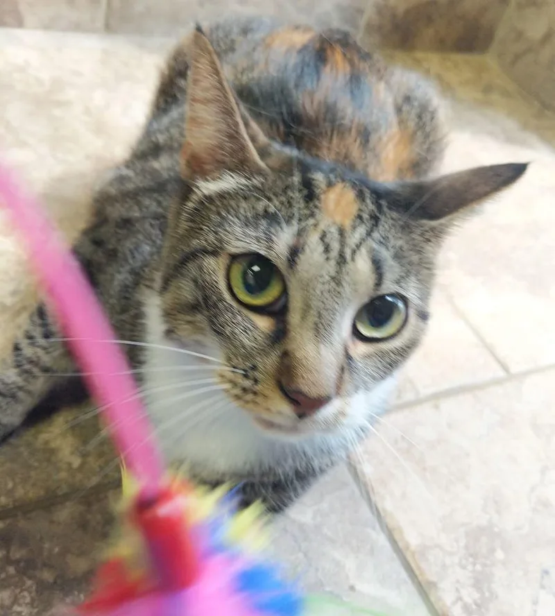 An adult small-sized female Domestic Short Hair cat named Sally for adoption in Raleigh, NC