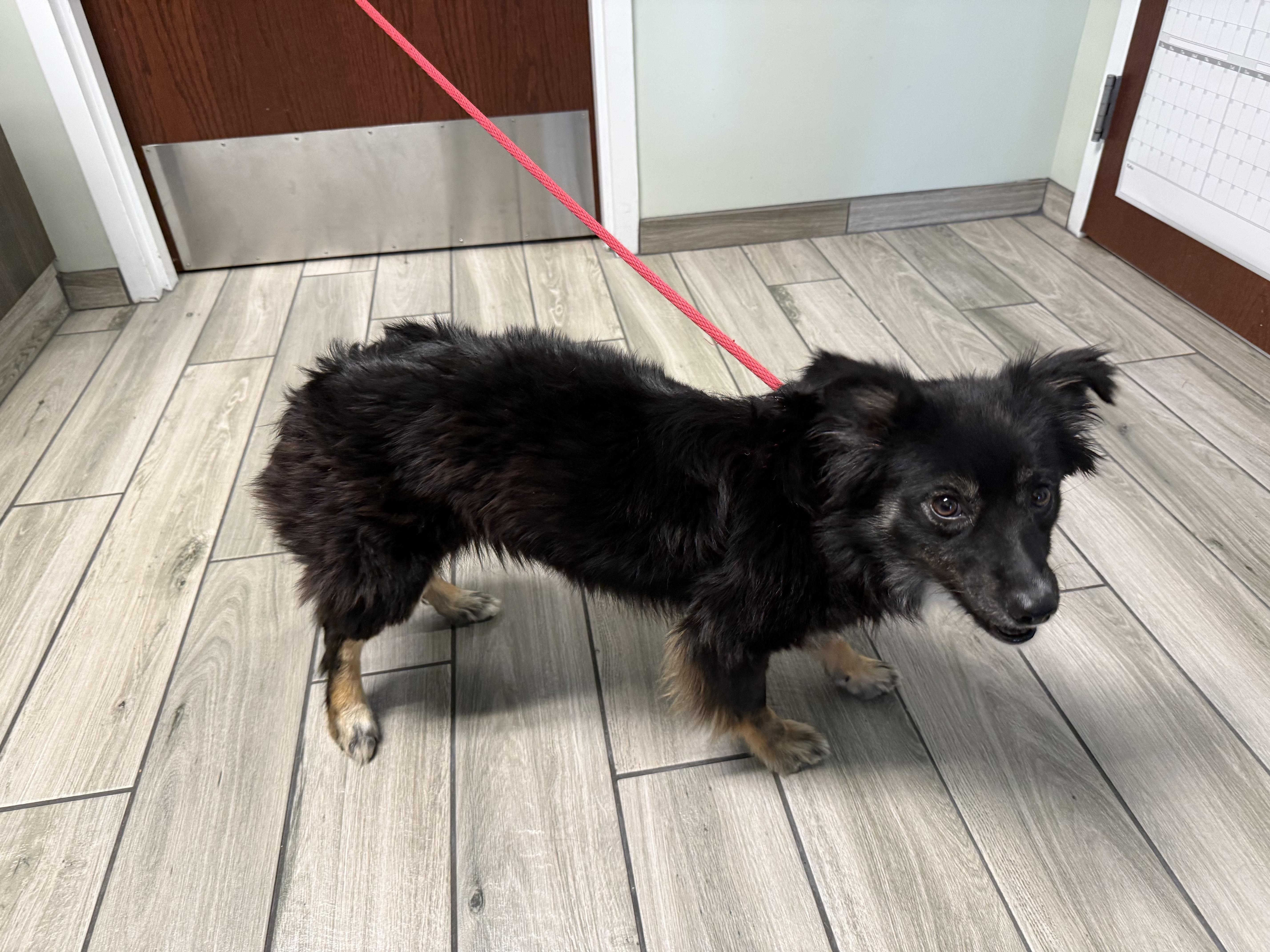 A young small-sized female Tricolor (Brown, Black, & White) Australian Shepherd dog named Breeze for adoption in Milford, CT