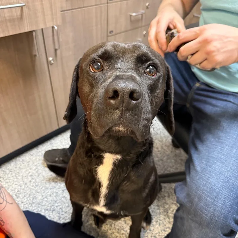 An adult large-sized male Black Labrador Retriever dog named Comet for adoption in Great Falls, MT