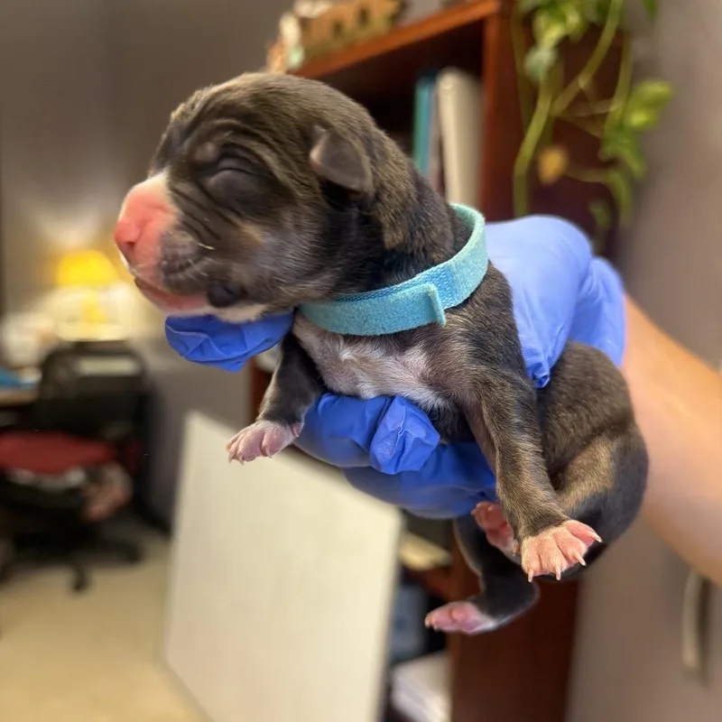 A baby medium-sized male Gray / Blue / Silver Mixed Breed dog named Barren for adoption in Springboro, OH