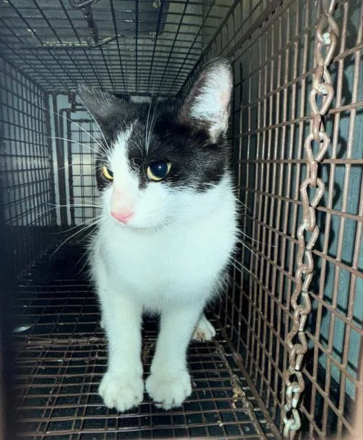 A young small-sized female Domestic Short Hair cat named A for adoption in San Antonio, TX