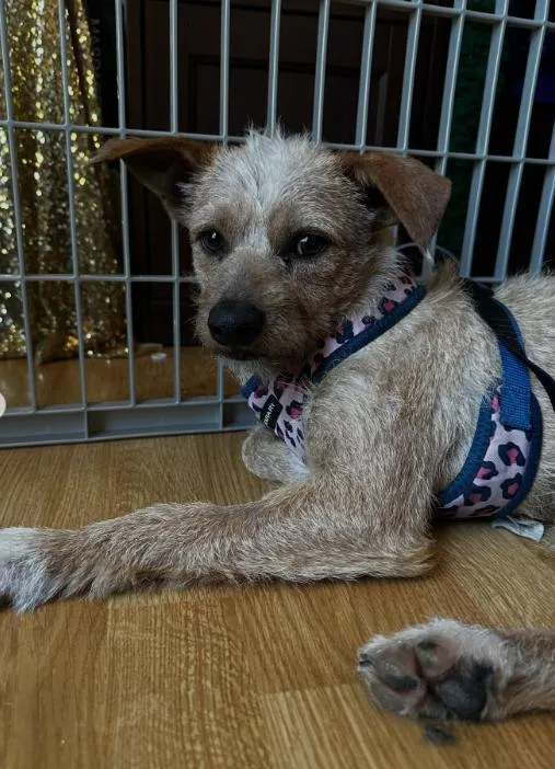 A young small-sized male Terrier dog named Toby for adoption in TEMECULA, CA