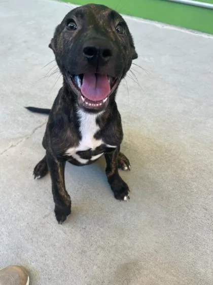 An adult large-sized male Shepherd dog named Kona for adoption in Mansfield, TX