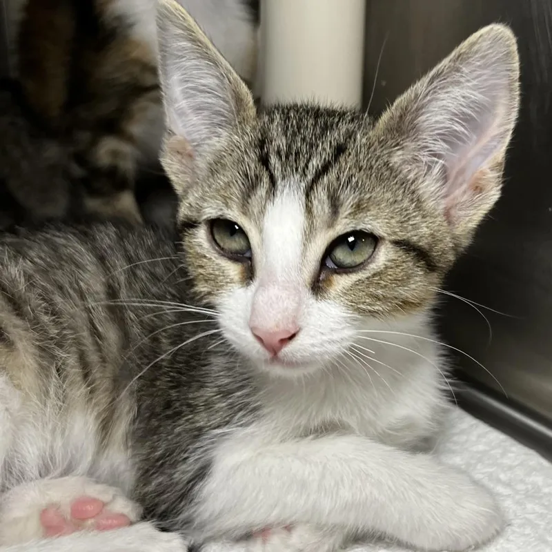 A baby small-sized female Brown / Chocolate Domestic Short Hair cat named Claire for adoption in Palm Springs, CA