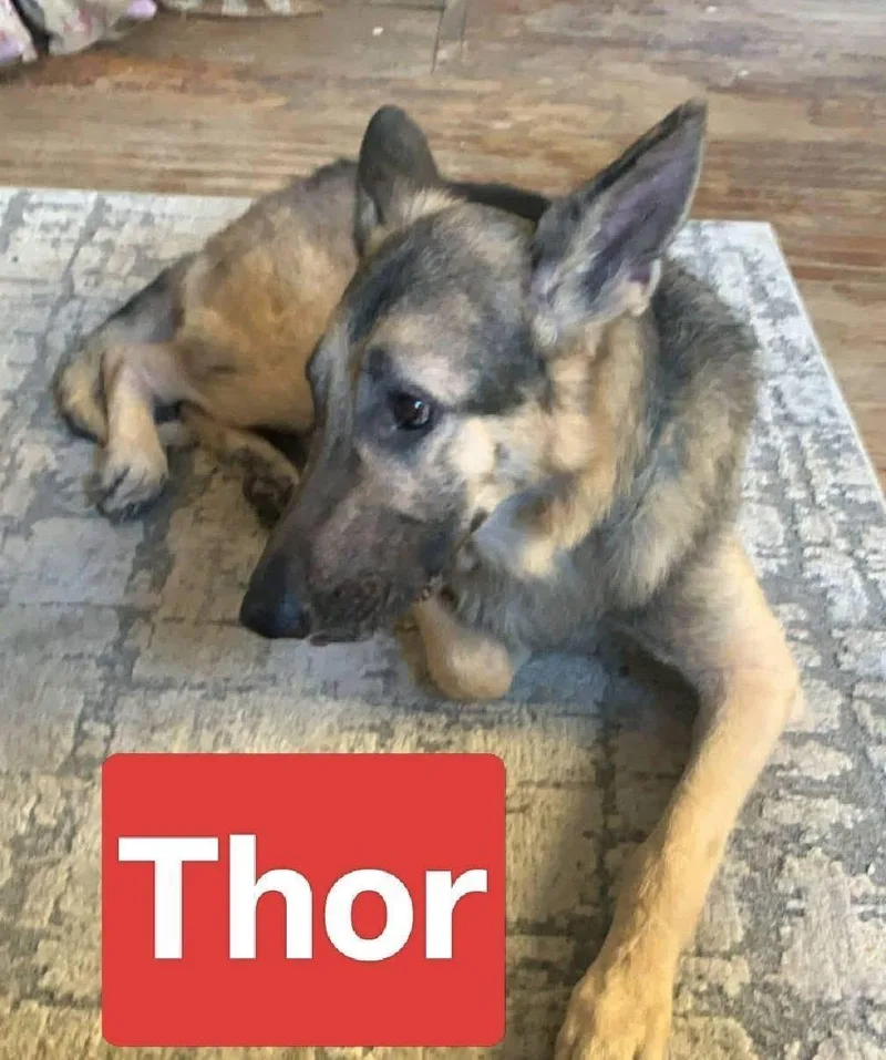 Thor & Venus thumbnail 2