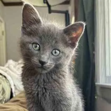 Smokey thumbnail 2
