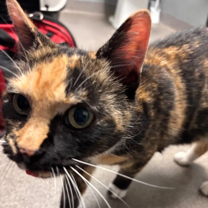 A senior medium-sized female Calico Domestic Short Hair cat named Whiskerella for adoption in Allentown, PA