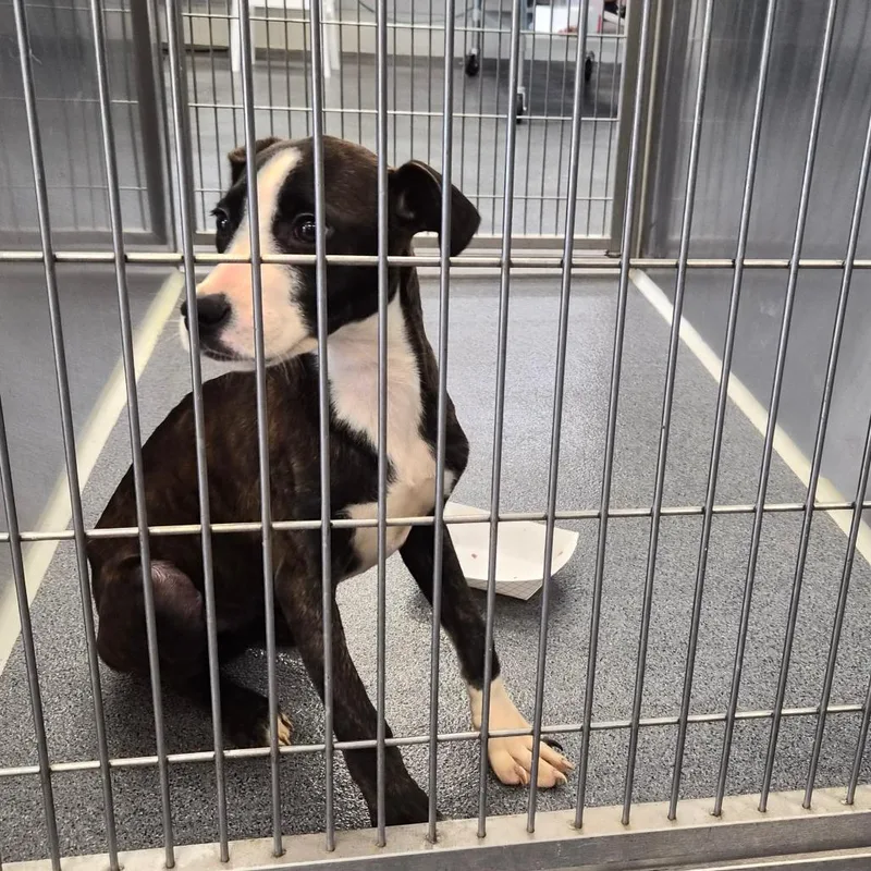 A baby small-sized female Brindle Terrier dog named Beatriss for adoption in Montgomery, AL