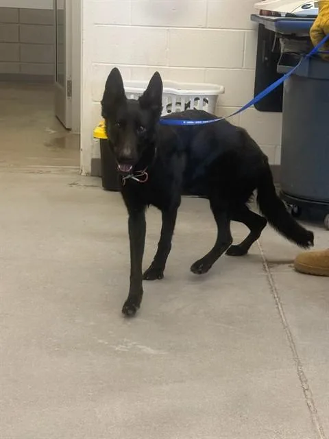 A young large-sized female German Shepherd Dog dog named Kendra for adoption in Mesa, AZ