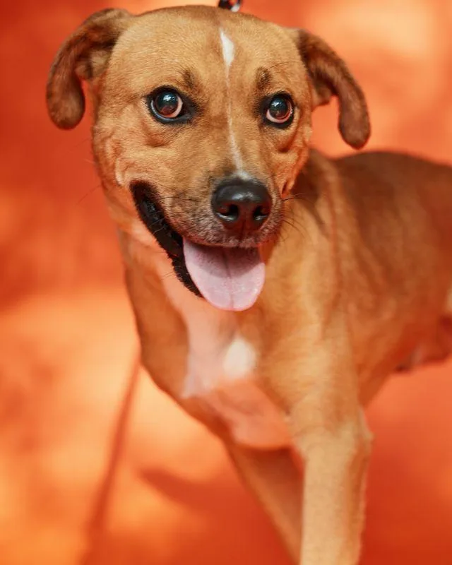 An adult medium-sized male Yellow / Tan / Blond / Fawn Hound dog named Jb for adoption in Pegram, TN
