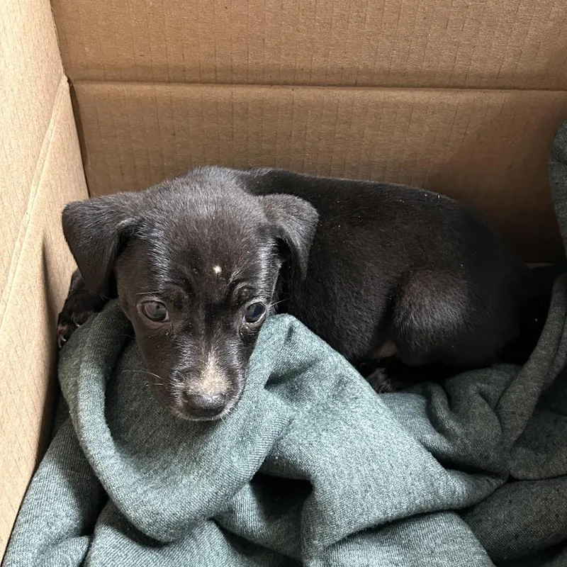 A baby small-sized female Mixed Breed dog named Stray Thorpe Subdivision for adoption in Roxboro, NC