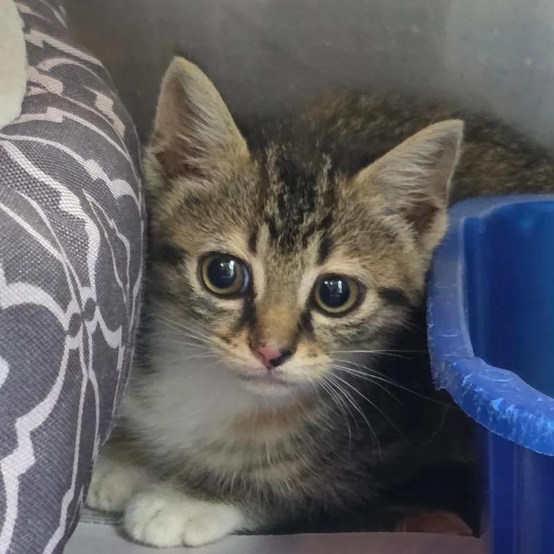 A baby small-sized female Torbie Domestic Short Hair cat named Mia for adoption in Huntsville, AL