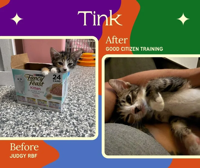 A baby medium-sized female Domestic Short Hair cat named Tinkerbell for adoption in Currie, NC