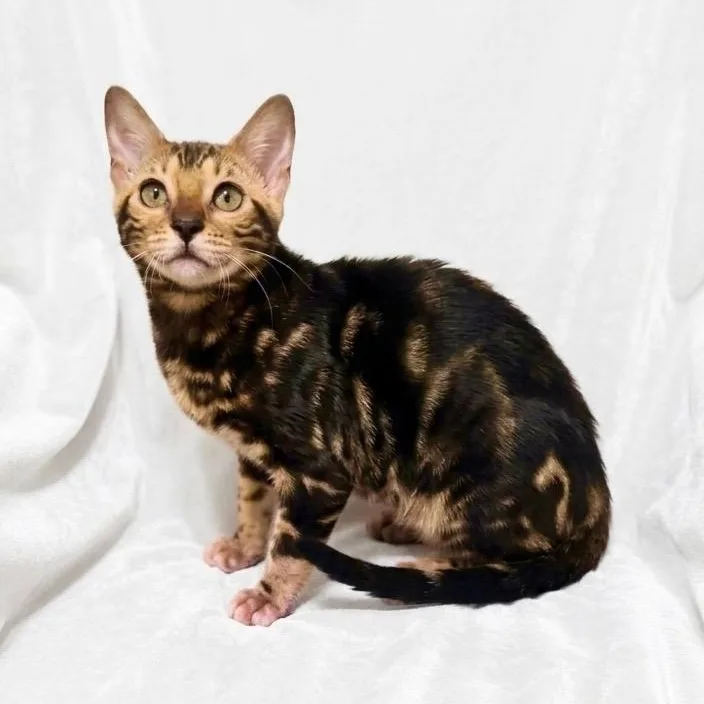 Aria thumbnail 4