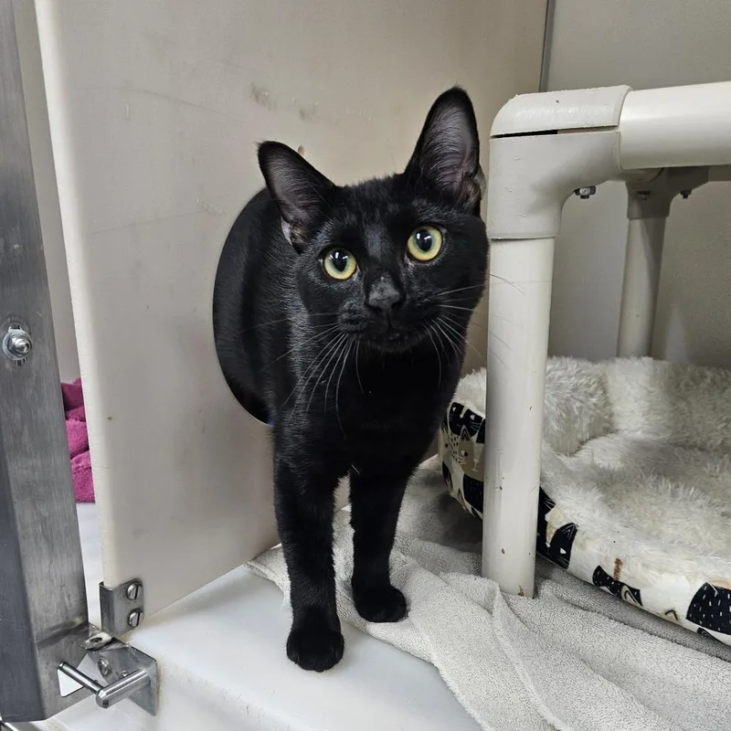 An adult medium-sized male Black Domestic Short Hair cat named Elliot for adoption in Ridgely, MD