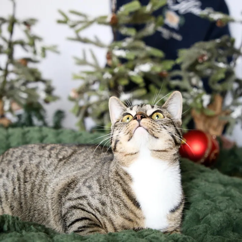 Bobby Socks thumbnail 2