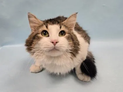 A young small-sized male Domestic Medium Hair cat named Nutmeg for adoption in Coon Rapids, MN