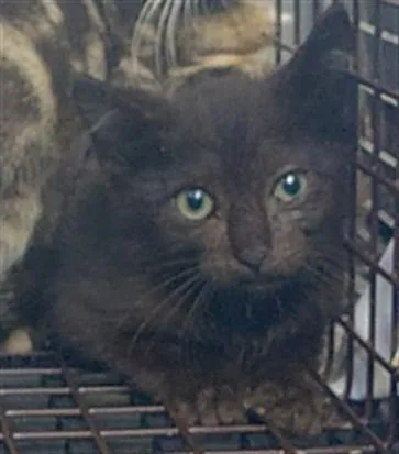 A baby small-sized male Domestic Short Hair cat named Nate for adoption in Fort Lauderdale, FL