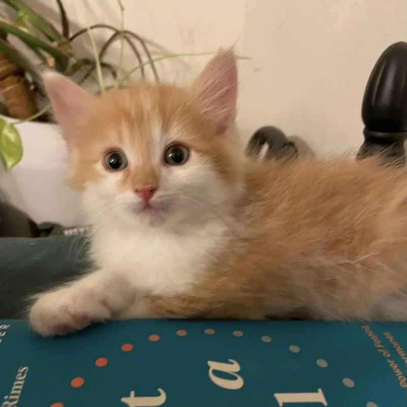 A baby medium-sized male Tabby (Orange / Red) Domestic Medium Hair cat named Wishbone for adoption in Queen Creek, AZ