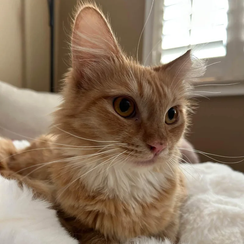 A baby medium-sized female Domestic Long Hair cat named Roxy for adoption in Queen Creek, AZ