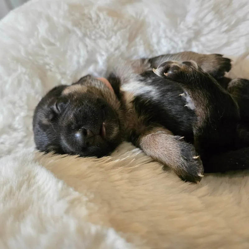 A baby small-sized female Black Shepherd dog named Salsa for adoption in Chandler, AZ