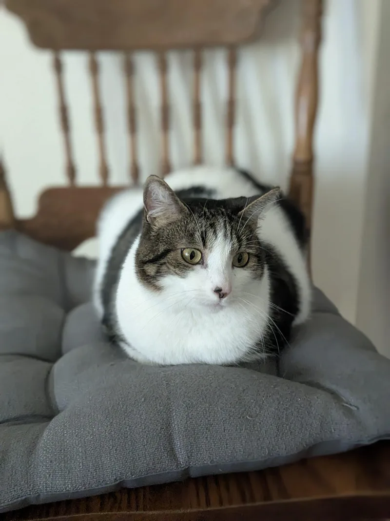An adult medium-sized female Tabby (Brown / Chocolate) Domestic Short Hair cat named Ren for adoption in Lathrop, CA