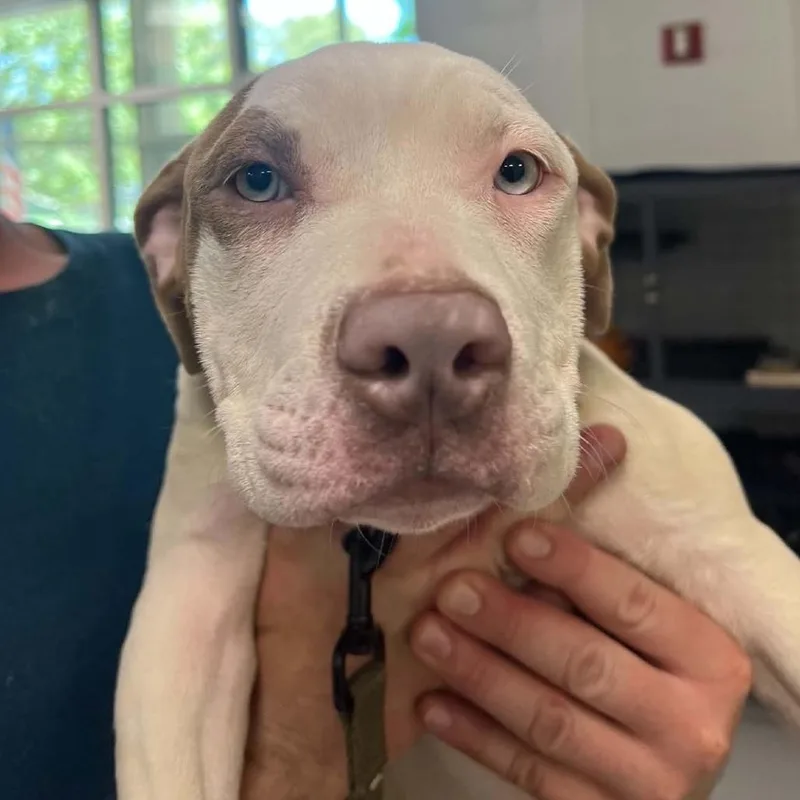 A baby small-sized female White / Cream Mixed Breed dog named Sheera for adoption in Hampton Bays, NY