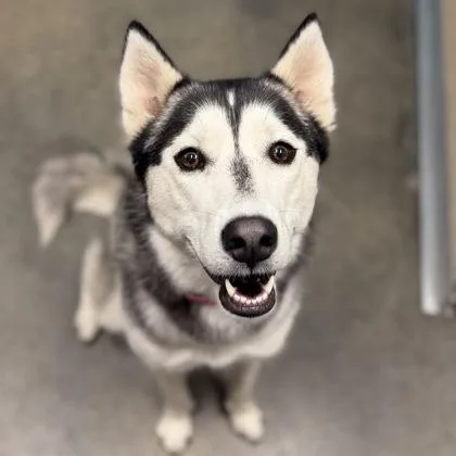 A baby large-sized female Mixed Breed dog named Lucy for adoption in Janesville, WI