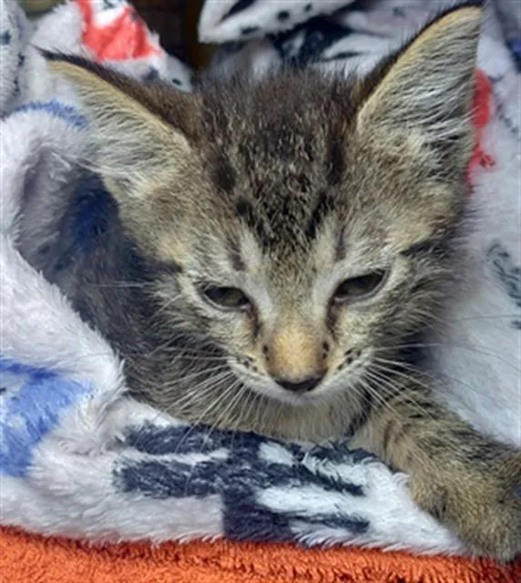 A baby small-sized female Domestic Short Hair cat named Soteria for adoption in Fort Lauderdale, FL