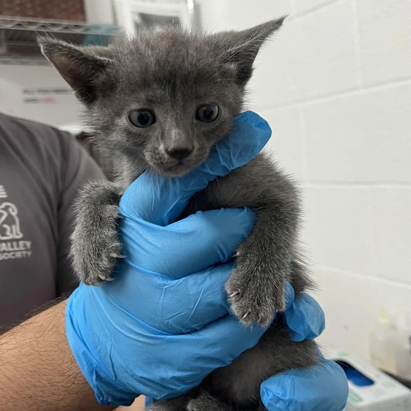 A baby small-sized male Gray / Blue / Silver Domestic Short Hair cat named Jiffy for adoption in Edinburg, TX