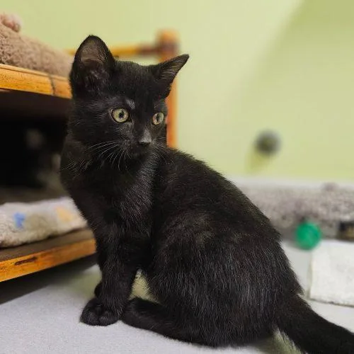 A baby small-sized male Black Domestic Short Hair cat named Trooper C for adoption in Frankfort, KY