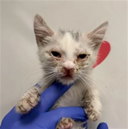 A baby small-sized male Domestic Short Hair cat named Kevin for adoption in Ontario, CA