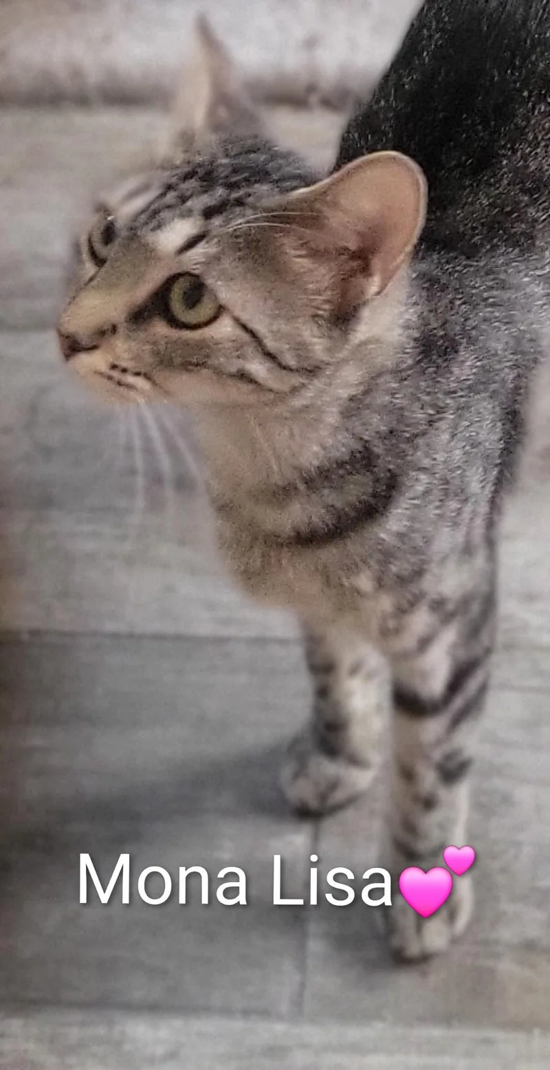A young medium-sized female Gray / Blue / Silver Domestic Short Hair cat named Mona Lisa for adoption in Las Vegas, NV
