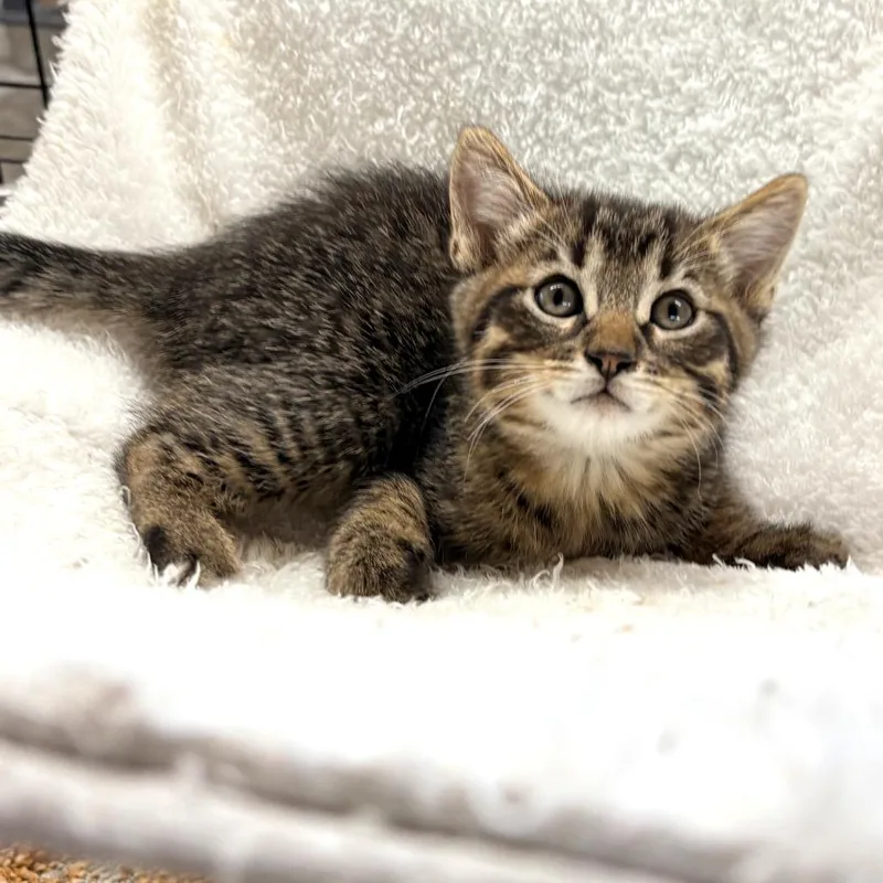 A young medium-sized male Tabby (Brown / Chocolate) Domestic Short Hair cat named Cody for adoption in Blackfoot, ID