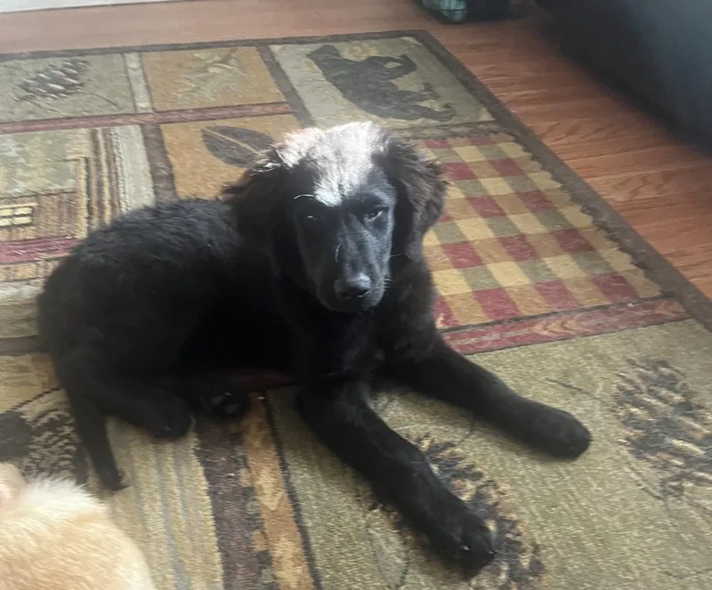 A baby large-sized female Black Golden Retriever dog named Dot for adoption in Peoria, IL