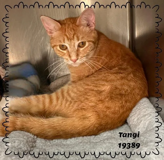 A young large-sized male Tabby (Orange / Red) Domestic Short Hair cat named Tangi for adoption in Marietta, GA