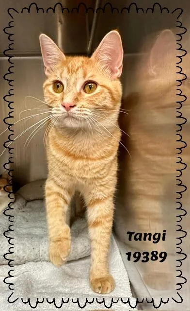 Tangi thumbnail 4